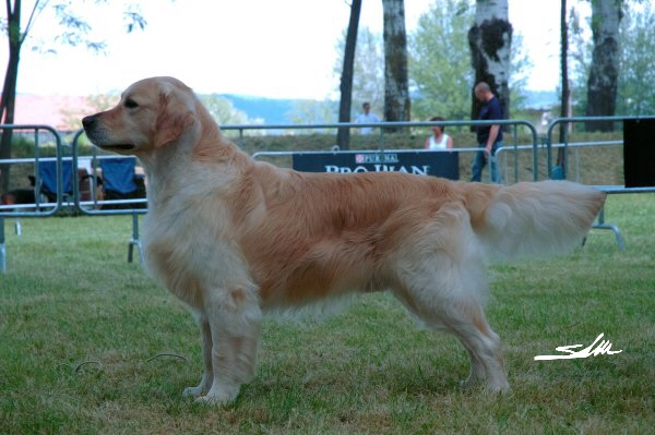 Dog picture