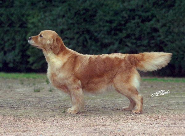 Dog picture