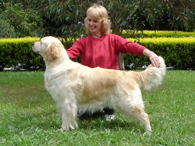 Dog picture
