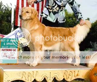 Dog picture