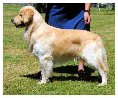 Dog picture