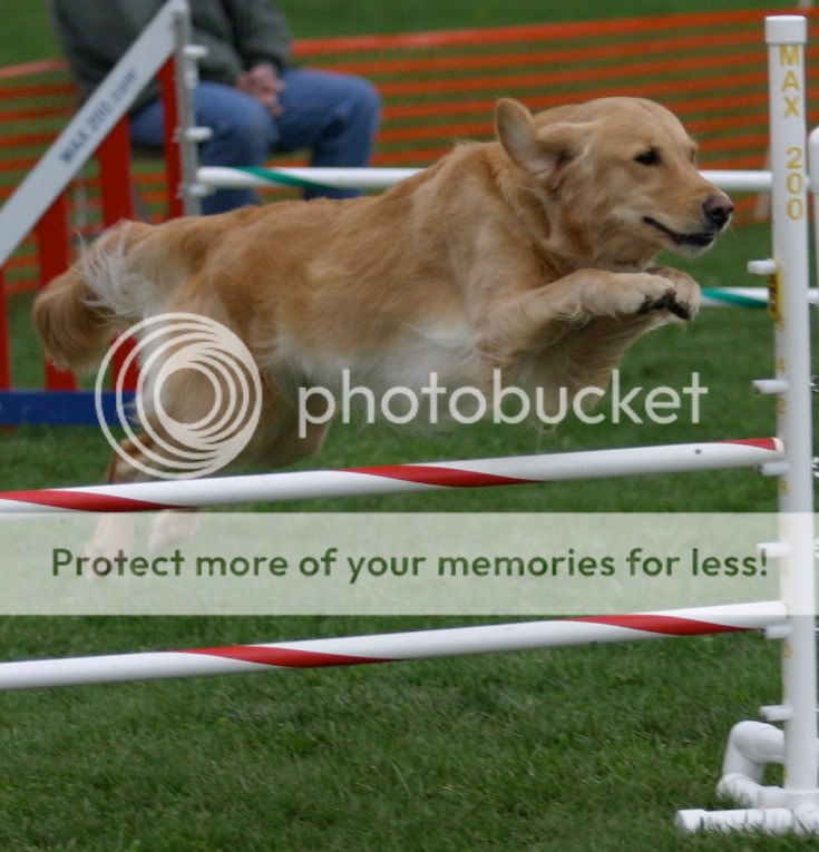 Dog picture