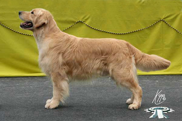 Dog picture