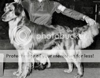 Dog picture
