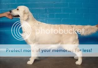 Dog picture