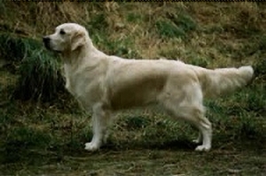 Dog picture