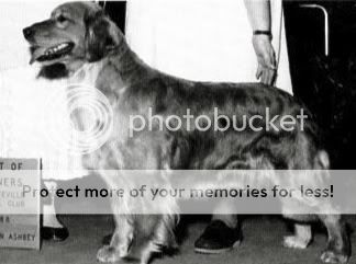 Dog picture
