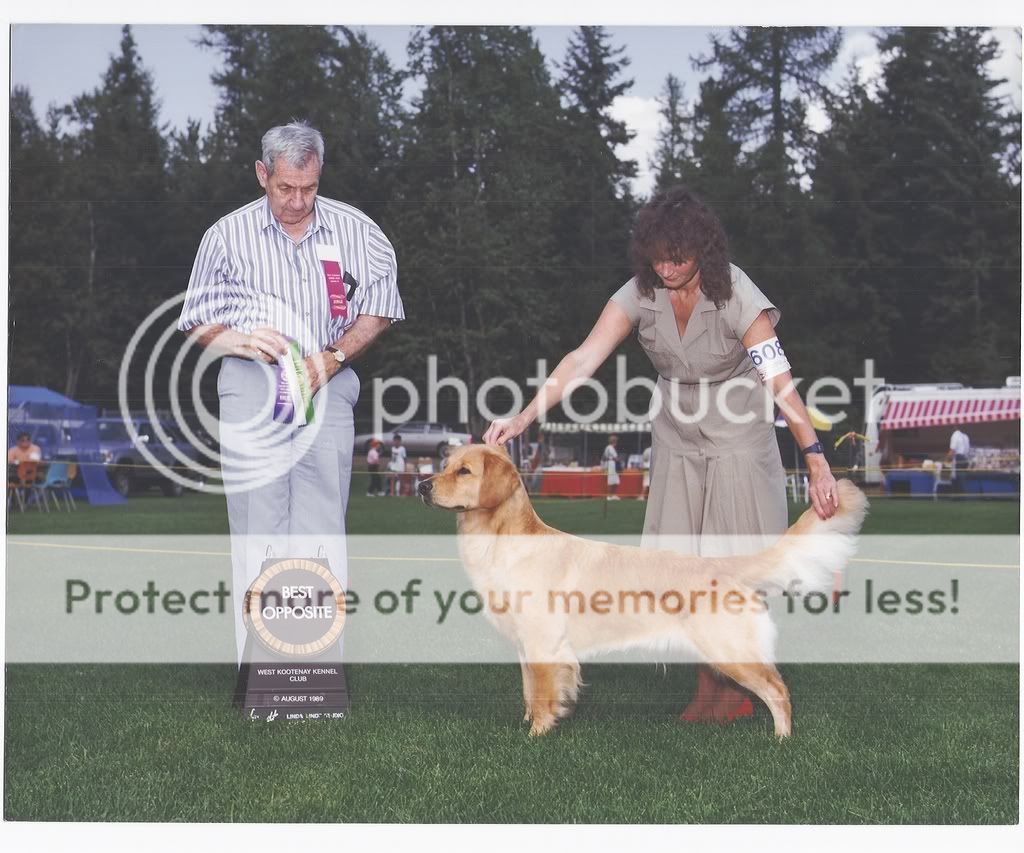 Dog picture