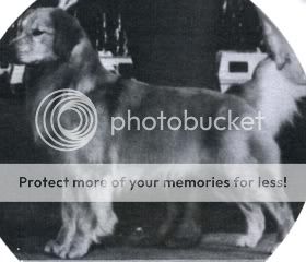 Dog picture