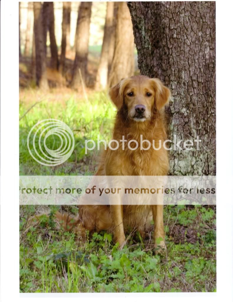 Dog picture