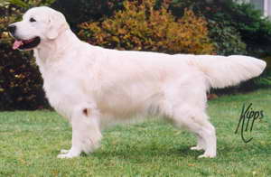 Dog picture
