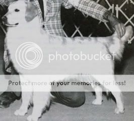 Dog picture