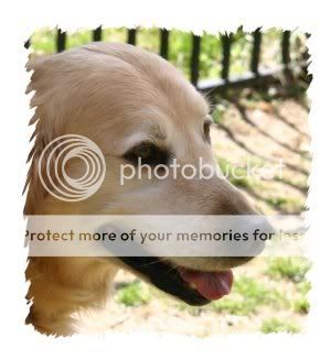 Dog picture