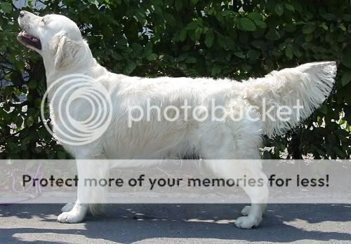 Dog picture