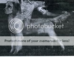 Dog picture