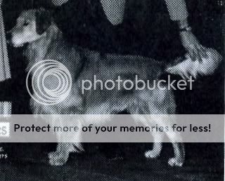 Dog picture