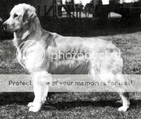 Dog picture