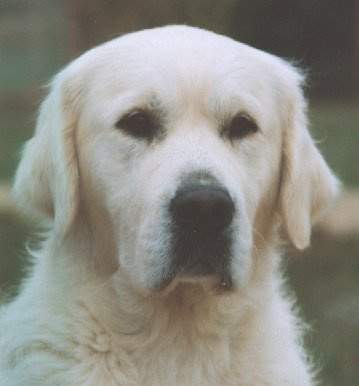Dog picture