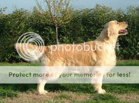 Dog picture