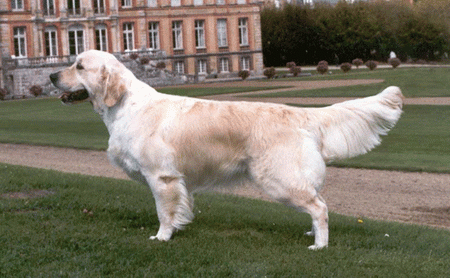 Dog picture