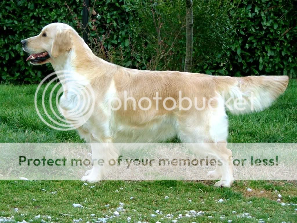 Dog picture