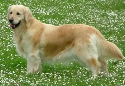 Dog picture