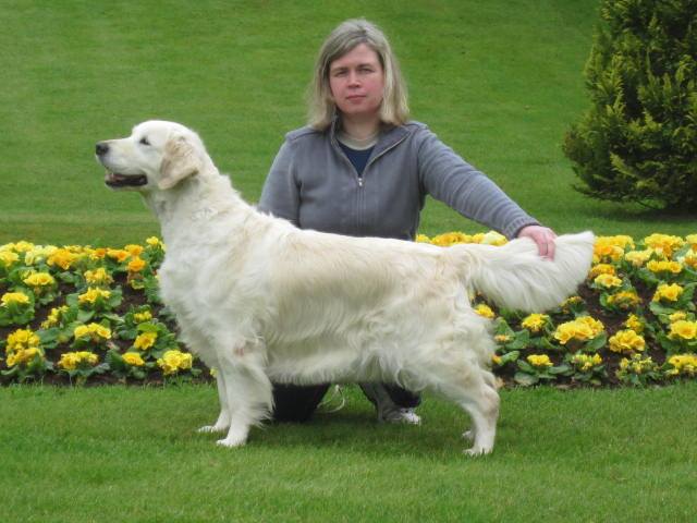 Dog picture