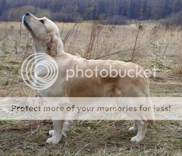 Dog picture