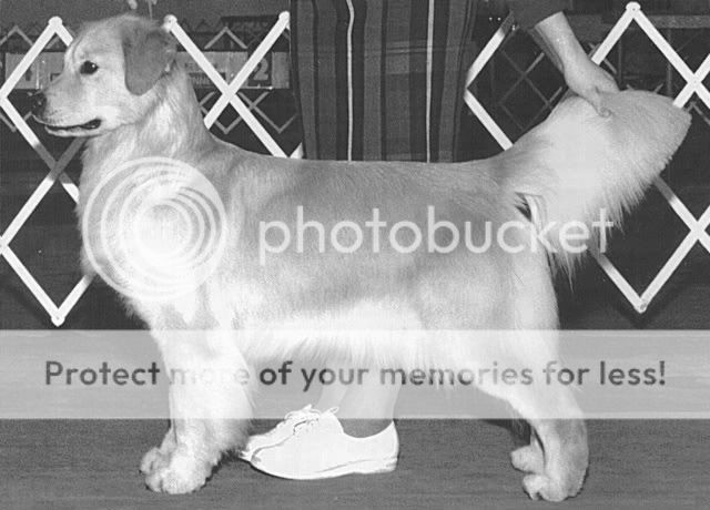 Dog picture