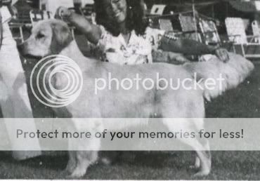 Dog picture