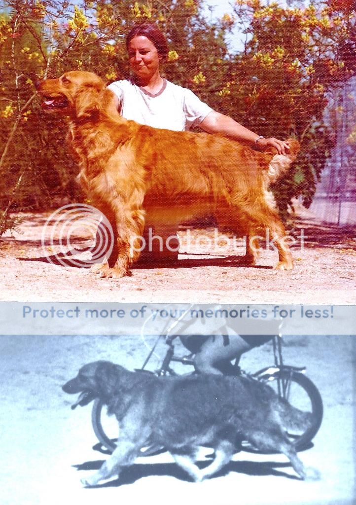 Dog picture