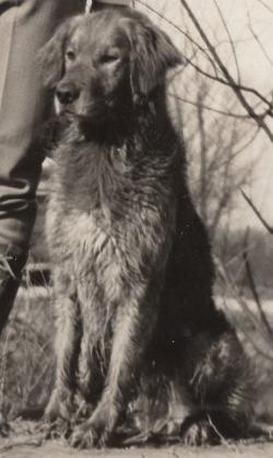 Dog picture