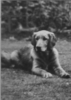 Dog picture