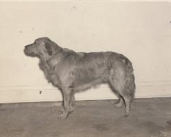 Dog picture