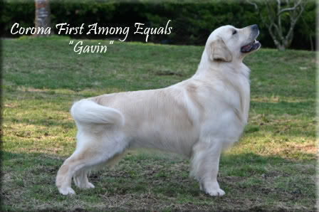 Dog picture