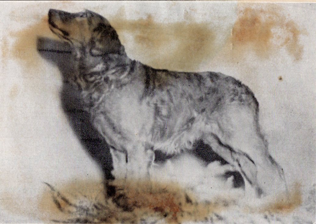 Dog picture