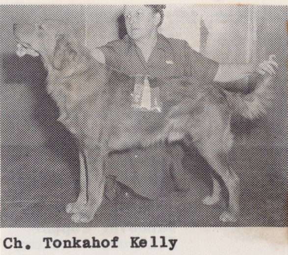 Dog picture