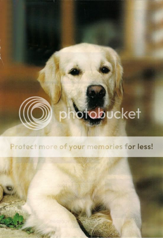 Dog picture
