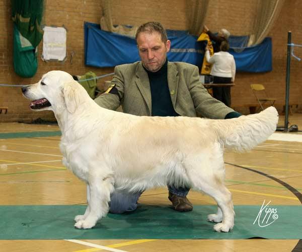 Dog picture