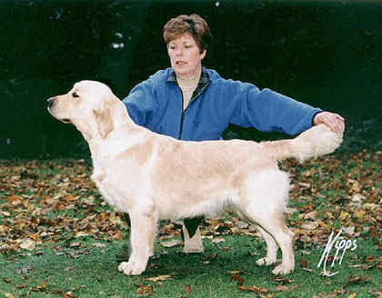 Dog picture