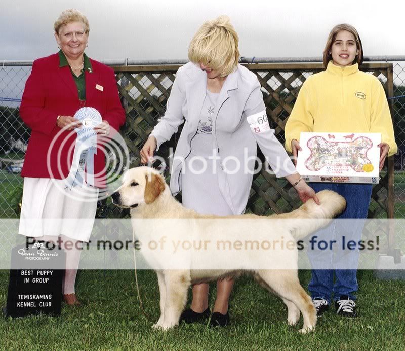 Dog picture