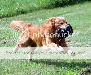 Dog picture