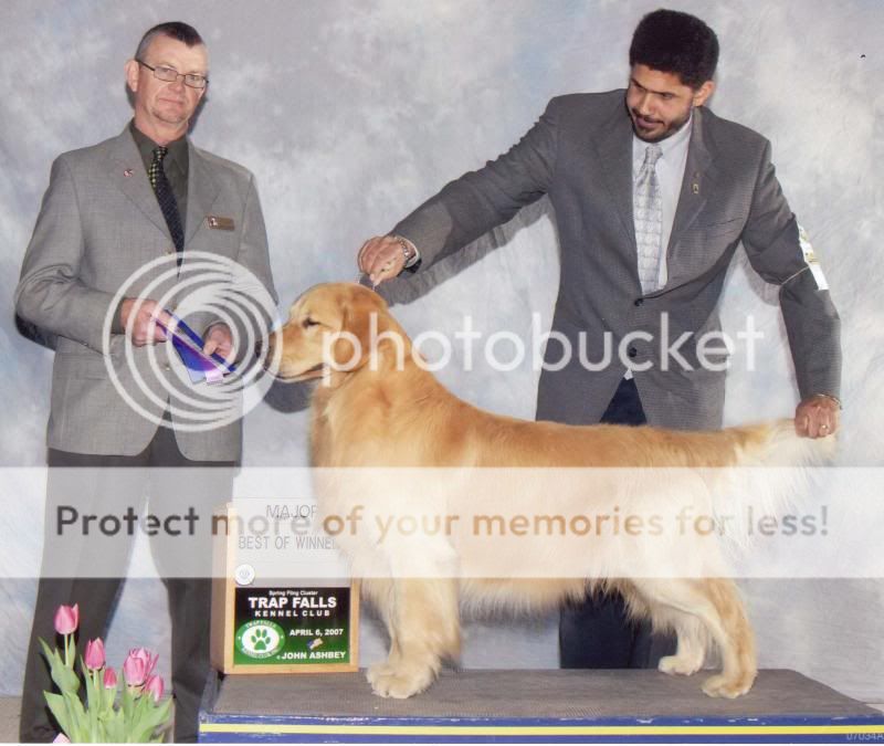Dog picture