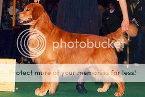 Dog picture