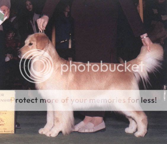 Dog picture