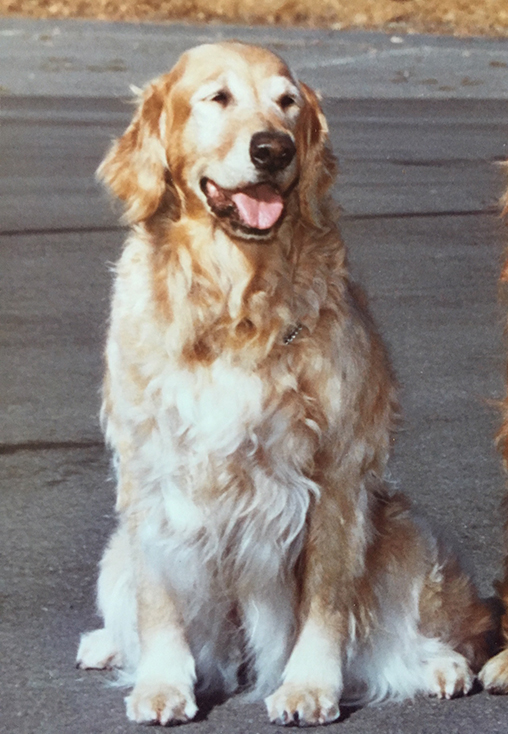 Dog picture