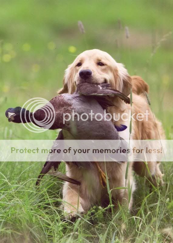 Dog picture