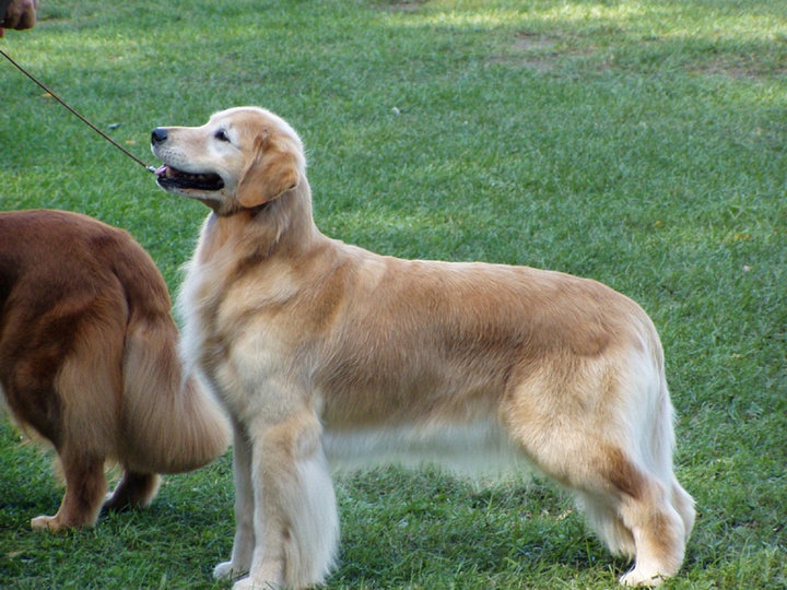 Dog picture