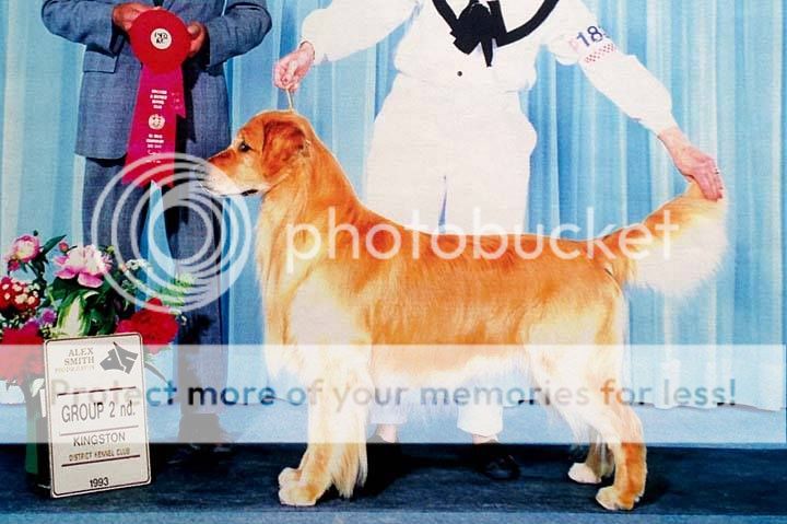 Dog picture