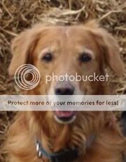 Dog picture